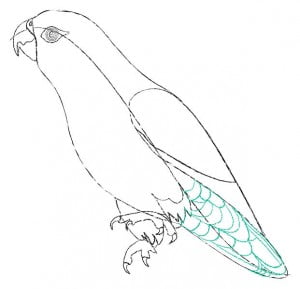 risuem-parrot-4