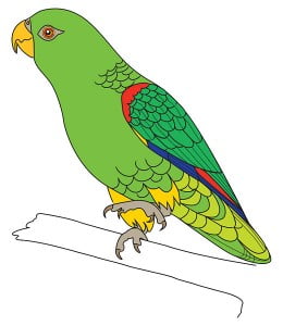 risuem-parrot-9