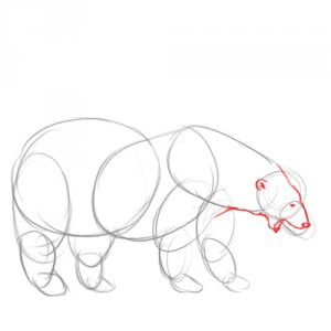 как рисовать белого медведя