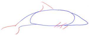 как рисовать дельфина карандашом