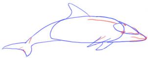 как рисовать дельфина карандашом поэтапно