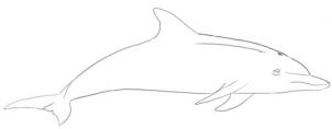 как правильно нарисовать дельфина