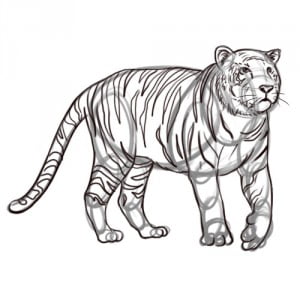 как нарисовать настоящего тигра