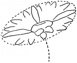 картинки как нарисовать ромашку