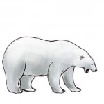 Как нарисовать белого медведя карандашом поэтапно
