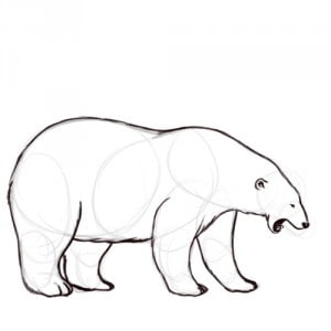как нарисовать белых медведей